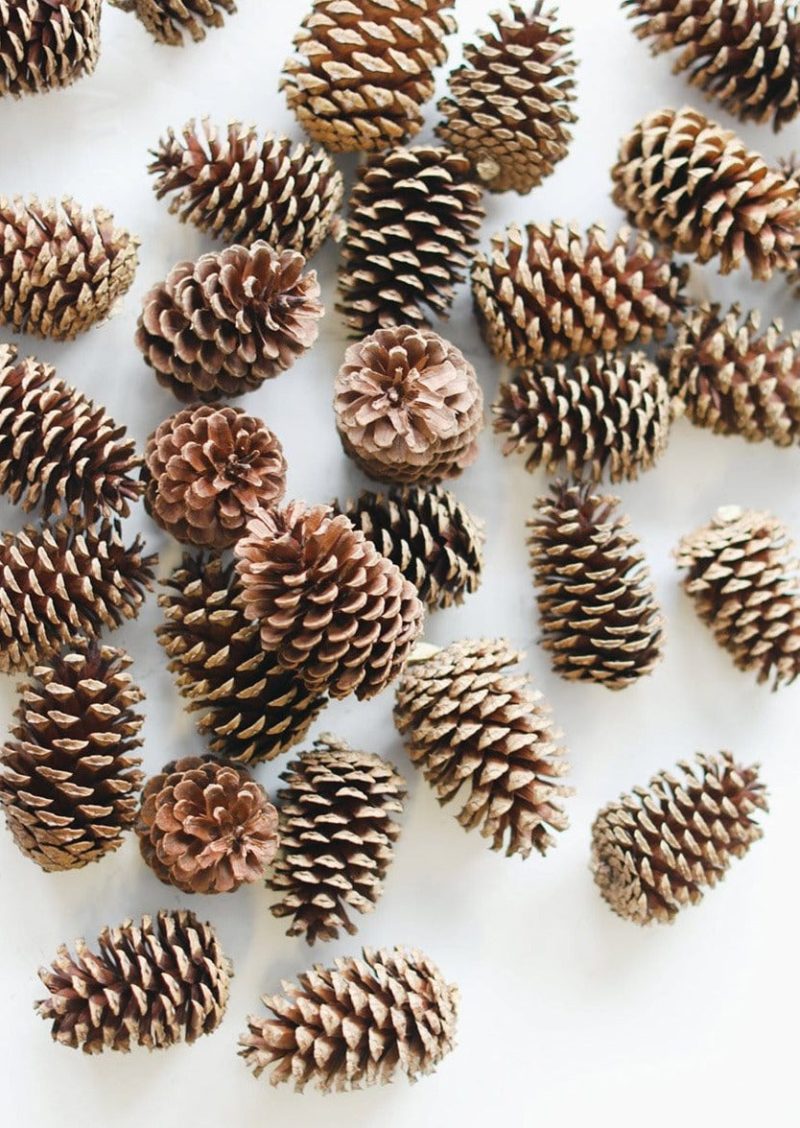 41800880 Pine Cones 2