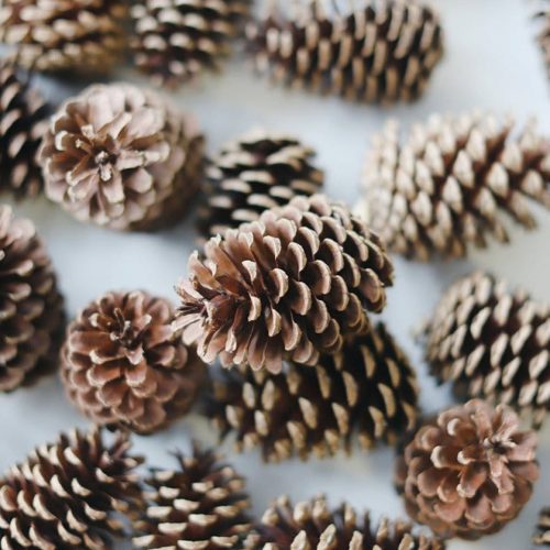 41800880 Pine Cones 3