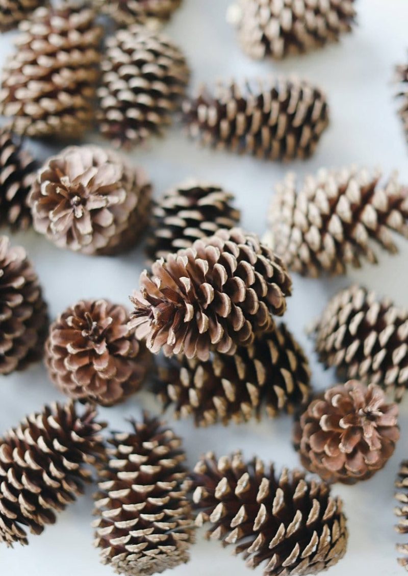 41800880 Pine Cones 3