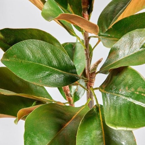 Artificial Green Magnolia Leaves Branch