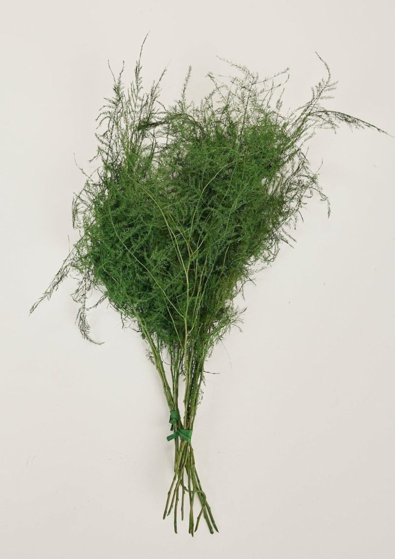 KNU 31112820 Preserved Asparagus Plumosus Fern