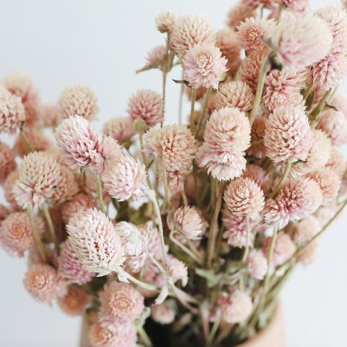 Light Pink Dried Amaranth 3