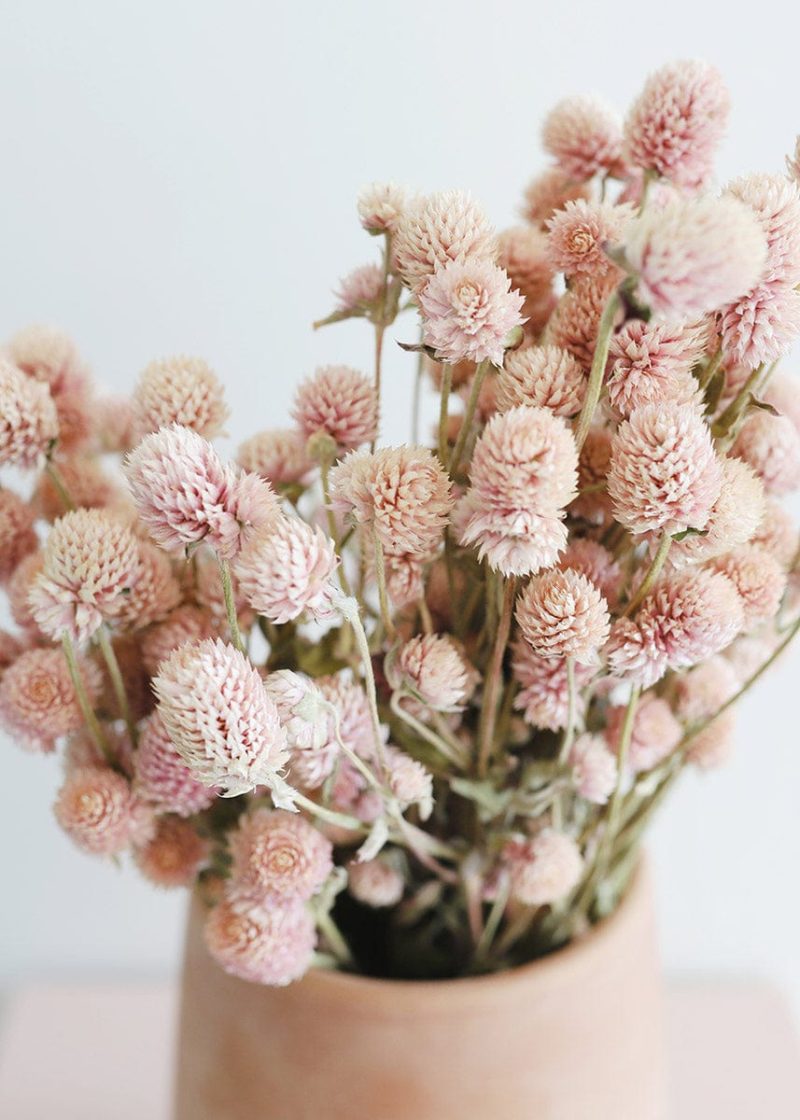 Light Pink Dried Amaranth 3