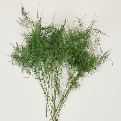 Preserved Foliage Plumosus Fern Shown Pulled Apart