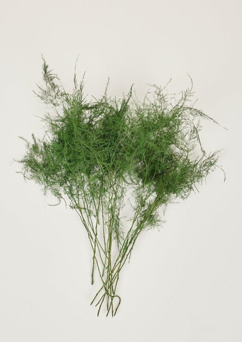 Preserved Foliage Plumosus Fern Shown Pulled Apart