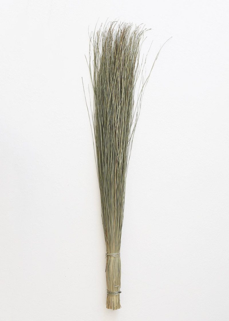 Preserved Tall Dune Grass