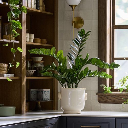 TRG Potted ZZ Plant Premade Greenery Kitchen 2024 1