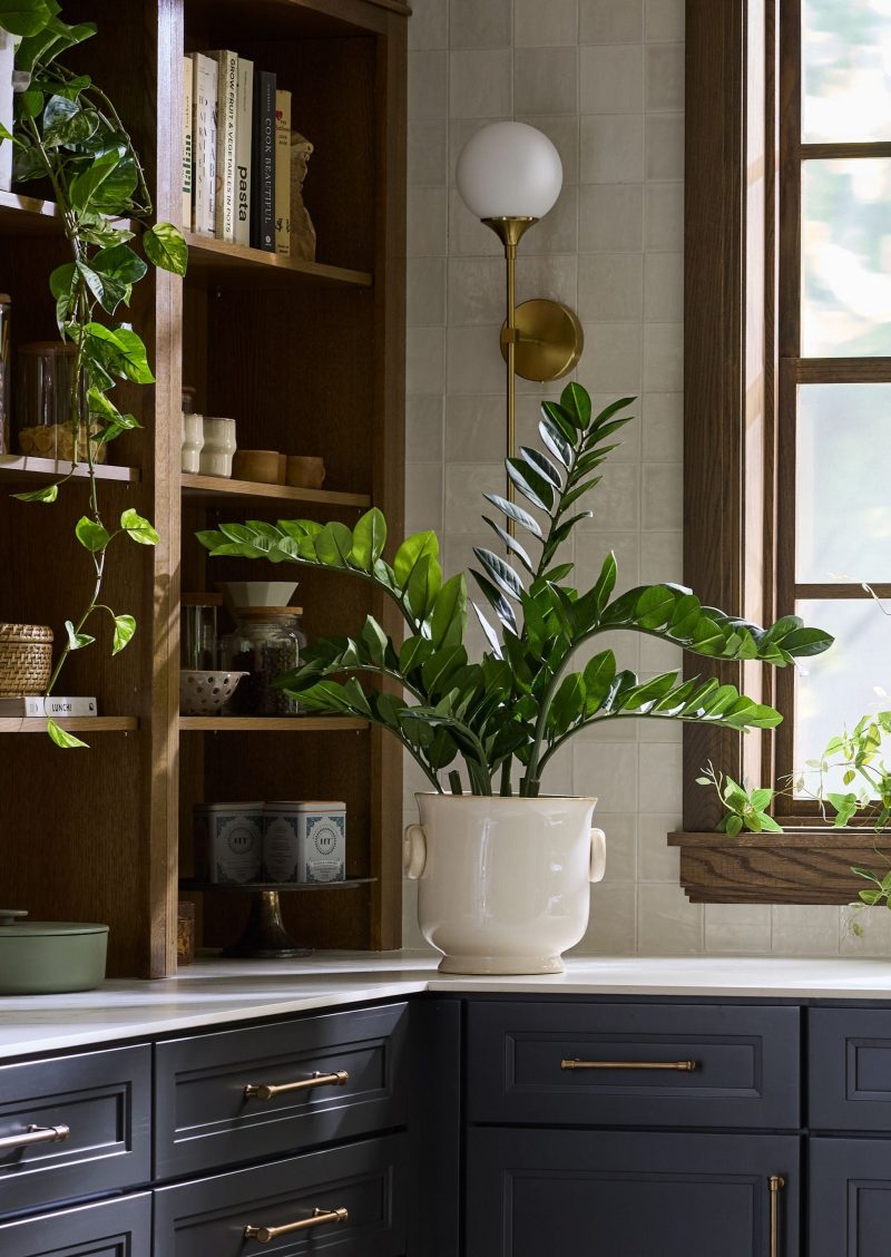 TRG Potted ZZ Plant Premade Greenery Kitchen 2024 1